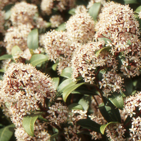 Japanischer Flieder - Skimmia japonica 'Godrie's Dwarf' duftende Blüten