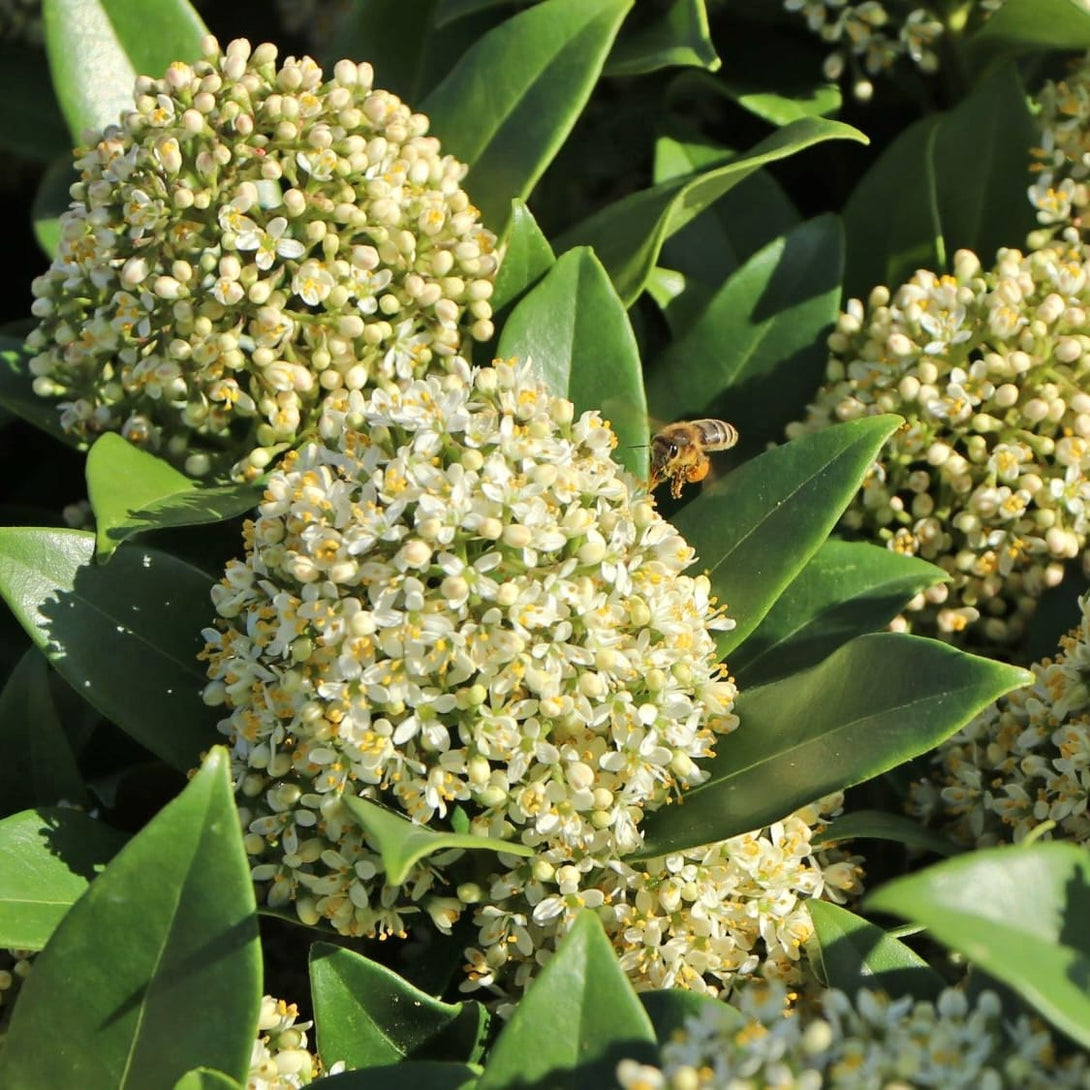 Skimmia japonica 'Fragrant Cloud'