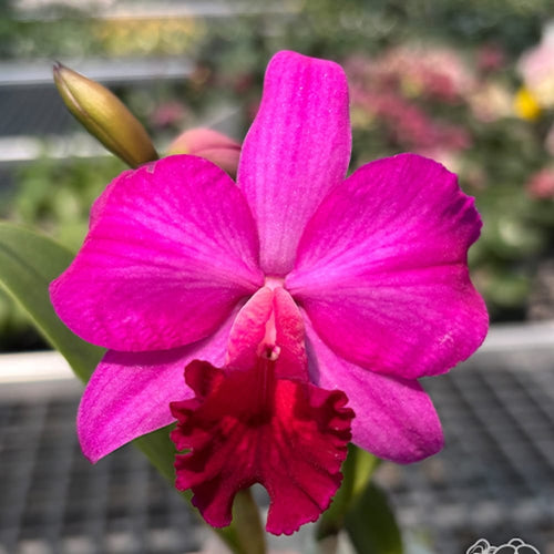 Cattleya Love Castle 'Kurenai'