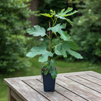 Smochin - Ficus carica 'Rouge De Bordeaux' (Pastiliere)