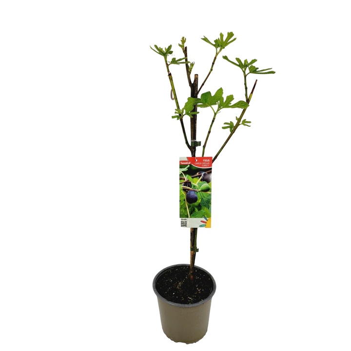 Smochin - Ficus carica 'Brown Turkey' (H90cm - pe picior)