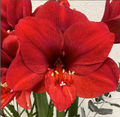 Hippeastrum Dark Red – vörös virágú amarillisz hagymák