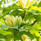Magnolia 'Yellow Lantern'
