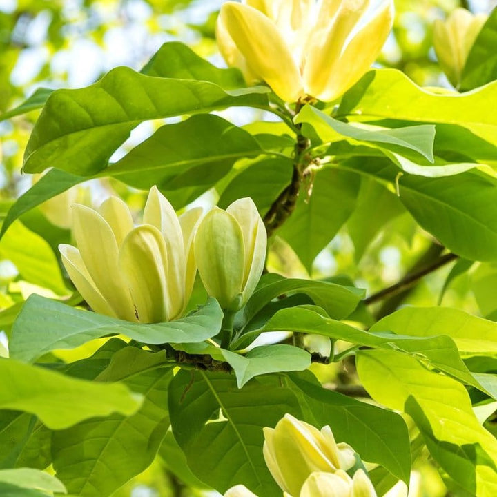 Magnolia 'Yellow Lantern'