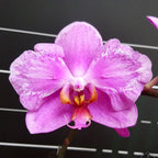Phalaenopsis Jiuhbao Pink Lady '485' (peloric)