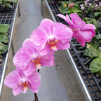 Phalaenopsis Jiuhbao Pink Lady '485' (peloric)