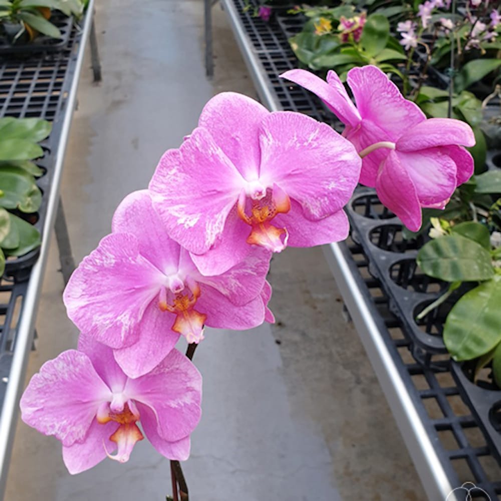 Phalaenopsis Jiuhbao Pink Lady '485' (peloric)