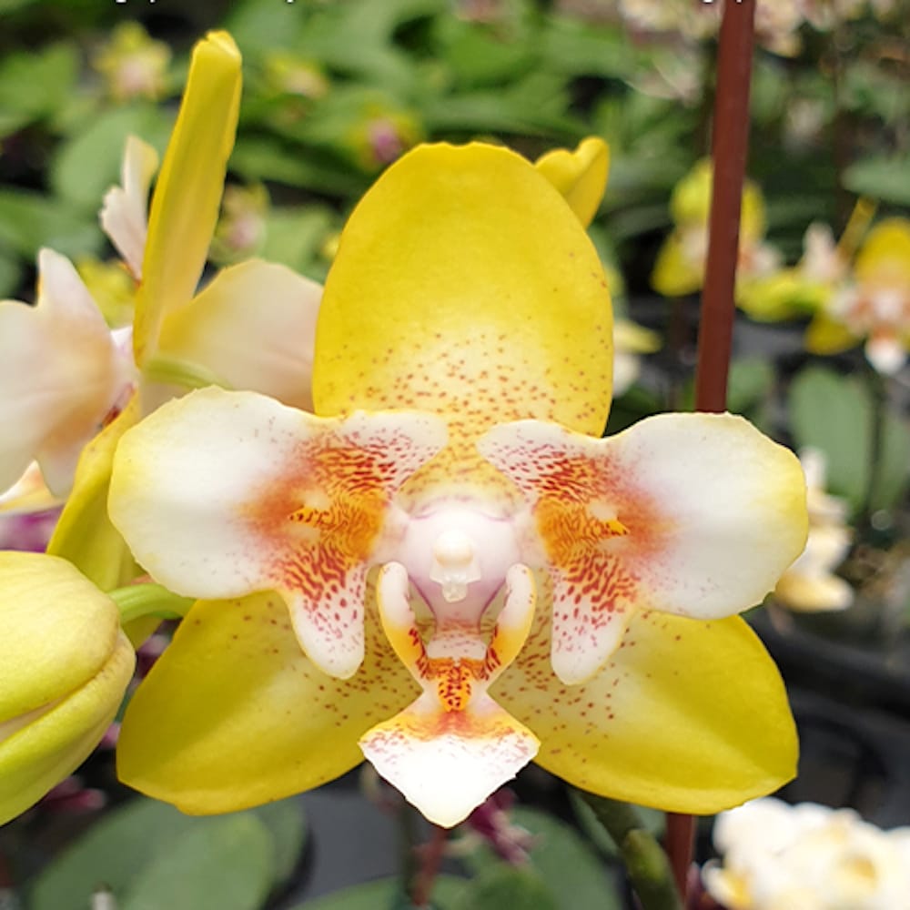 Phalaenopsis (Yaphon Perfume × Brother Sala Gold) 'Yaphon ES-1'