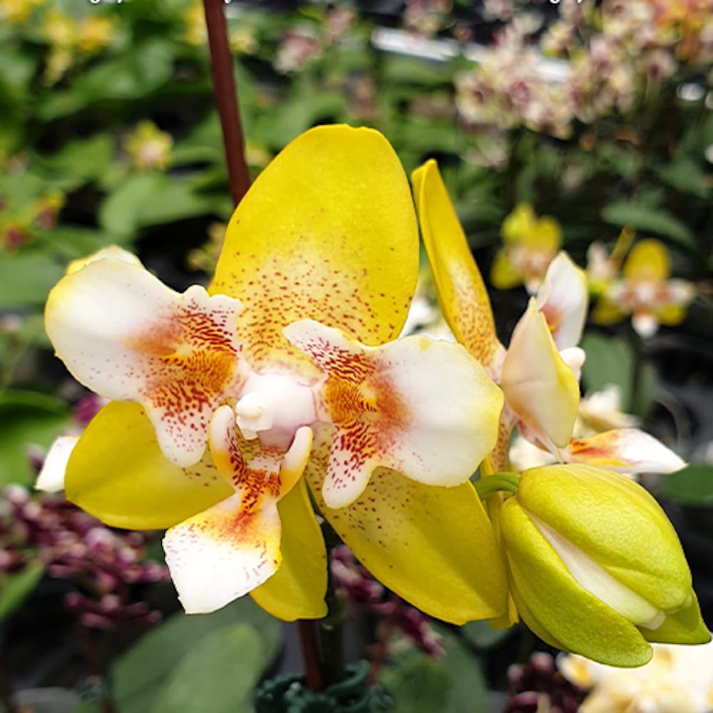 Phalaenopsis (Yaphon Perfume × Brother Sala Gold) 'Yaphon ES-1'