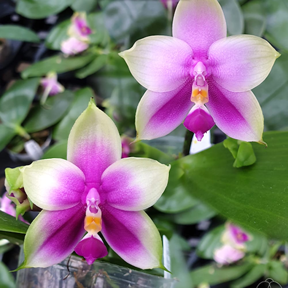 Phalaenopsis Samera var. red (bellina × violacea)