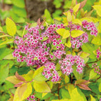 Spiraea japonica ‘Firelight’ – arbust compact cu frunzis in nuante de foc si flori roz intens
