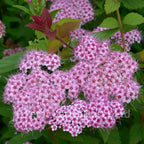 Spiraea japonica ‘Little Princess’