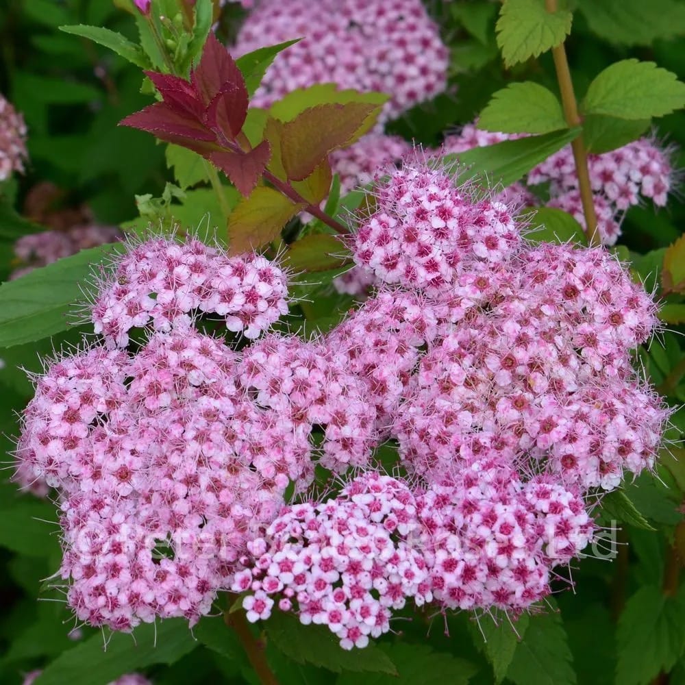 Spiraea japonica ‘Little Princess’