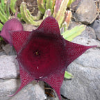 Stapelia leendertziae D8