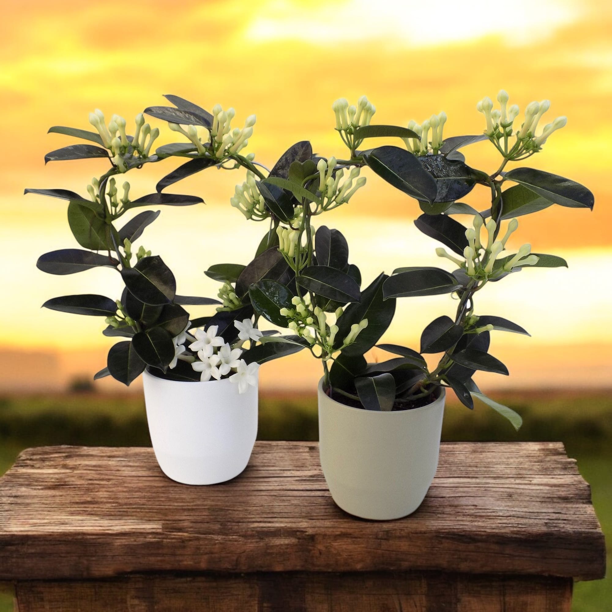 Stephanotis floribunda cu vas decorativ (Iasomia de Madagascar)