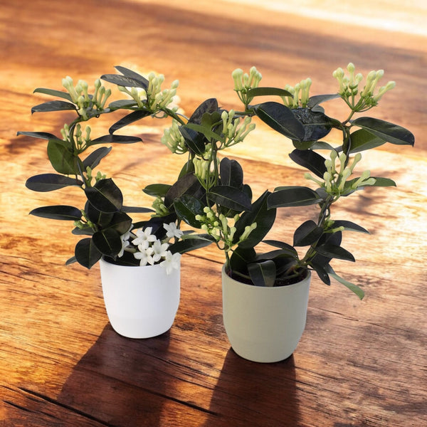 Stephanotis floribunda with decorative pot (Madagascar Jasmine)