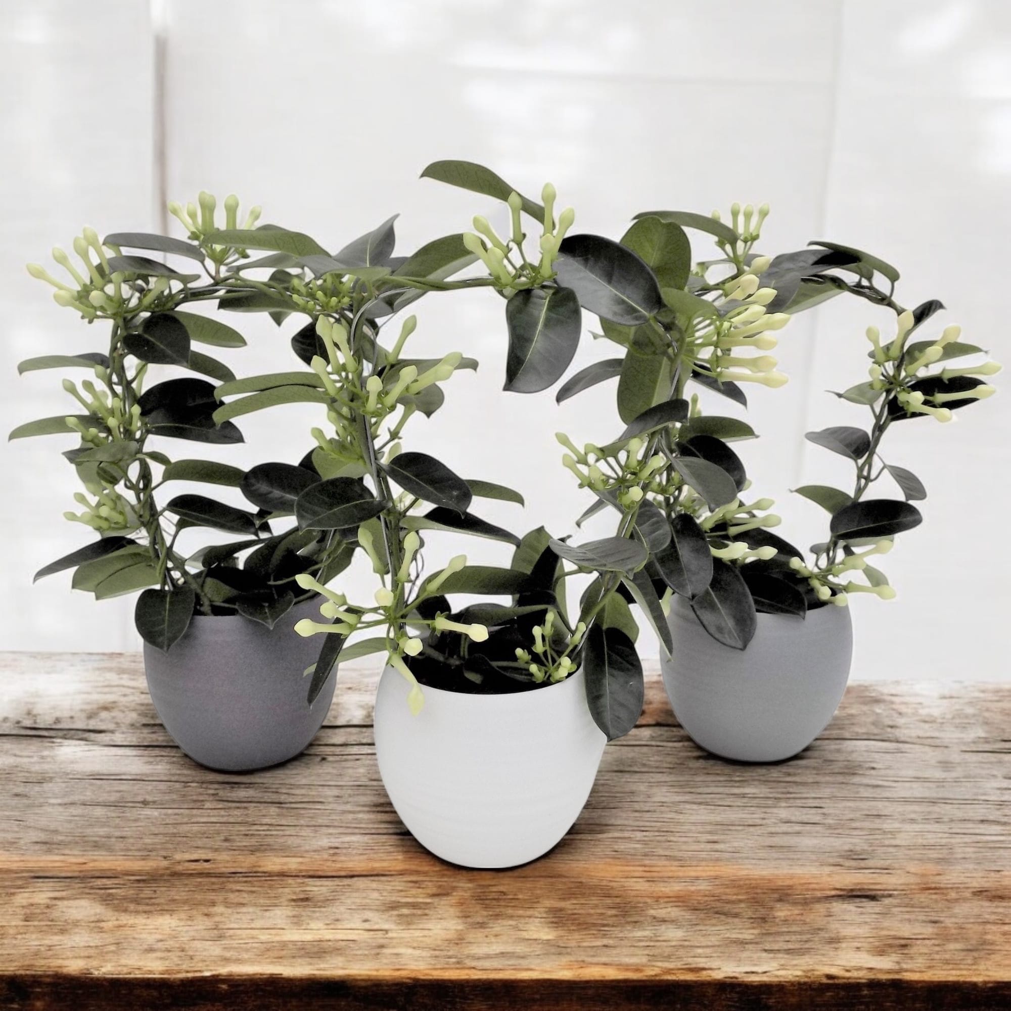 Stephanotis floribunda cu vas decorativ (Iasomia de Madagascar)