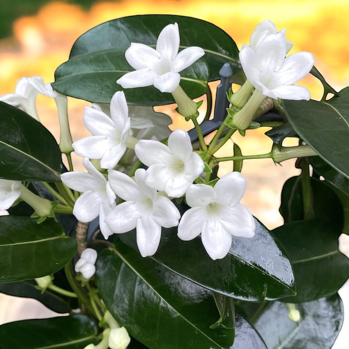 Stephanotis floribunda cu vas decorativ (Iasomia de Madagascar)