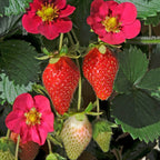 Capsun remontant - Fragaria × ananassa 'Toscana' (Everbearing Strawberry)