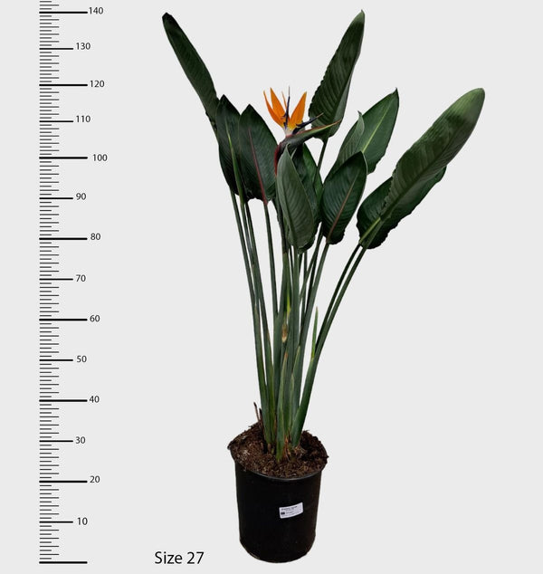 Strelitzia reginae - flowering size
