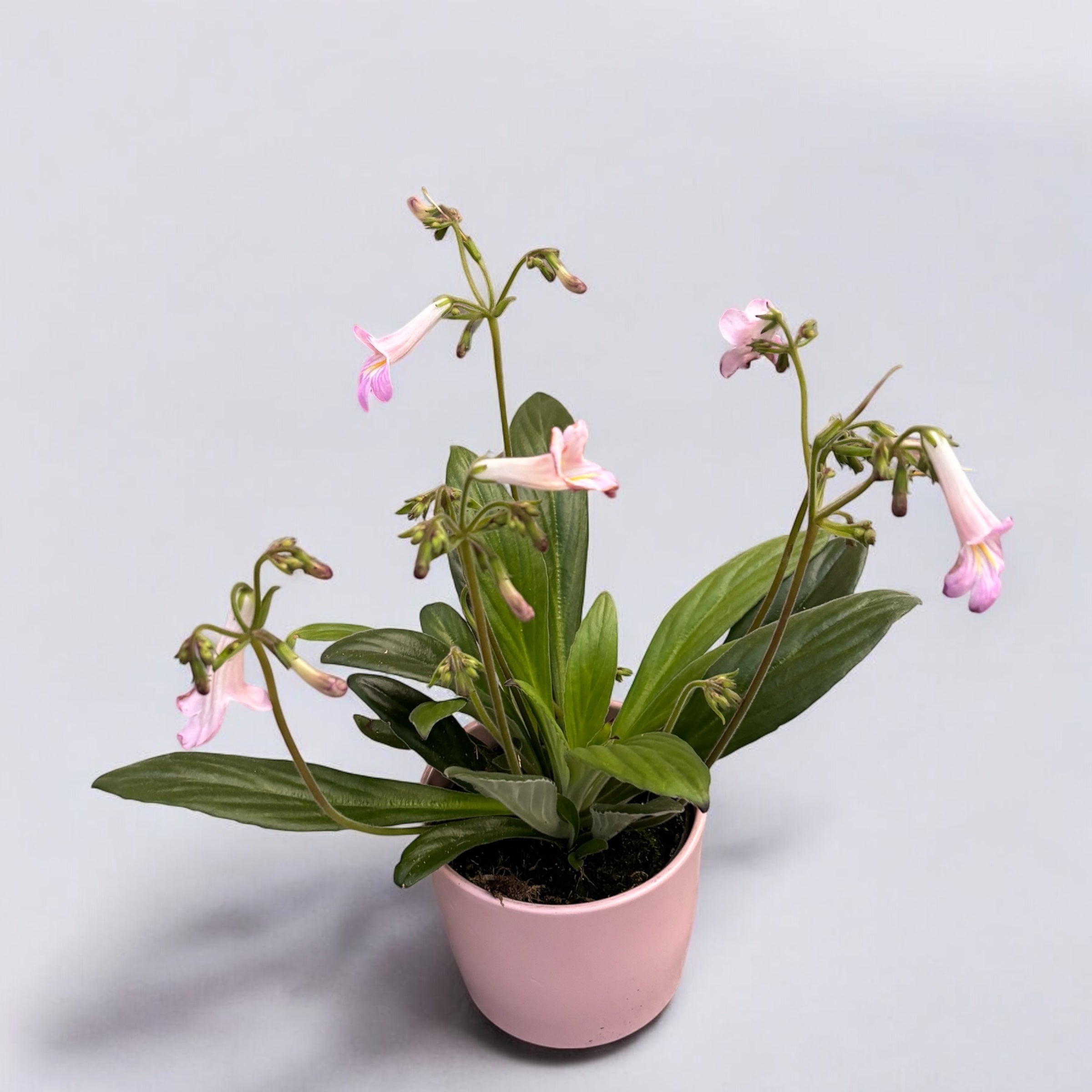 Streptocarpus ‘Little Lina’