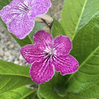 Streptocarpus 'Carina'