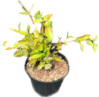 Trachelospermum asiaticum 'Summer Sunset'