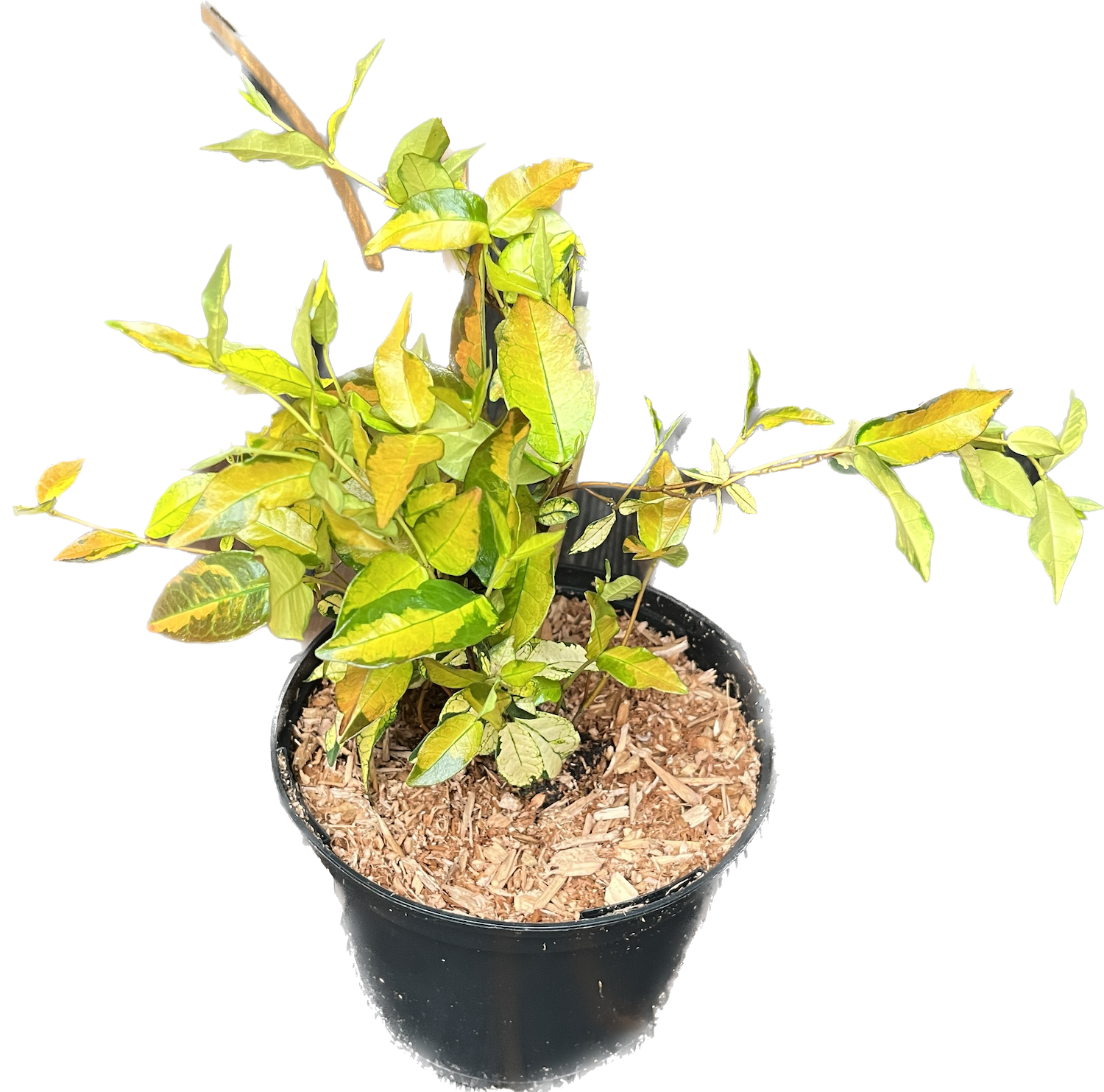 Trachelospermum asiaticum 'Summer Sunset'