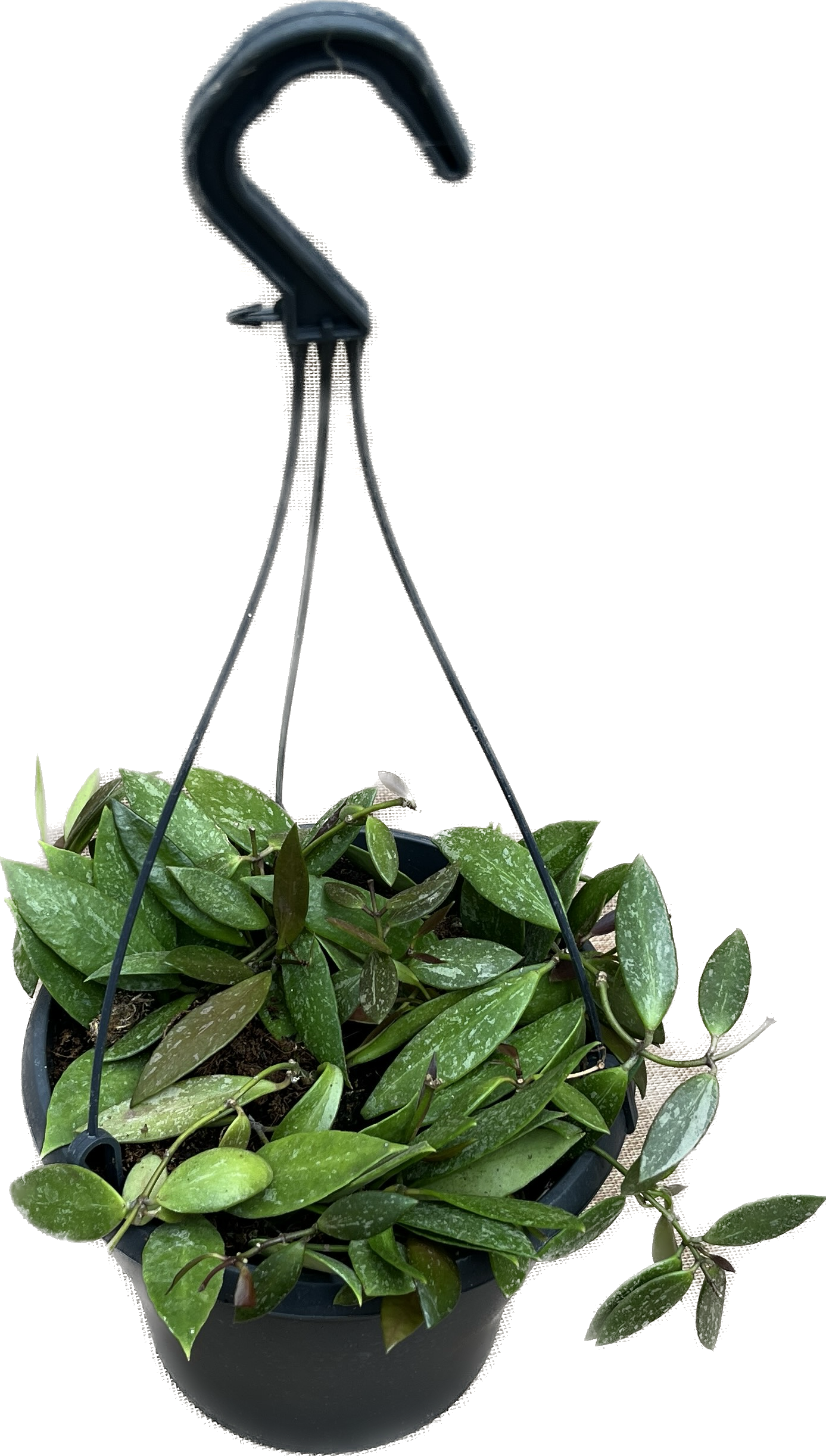 Hoya memoria - full pots (7+ plante/cuttings per ghiveci)