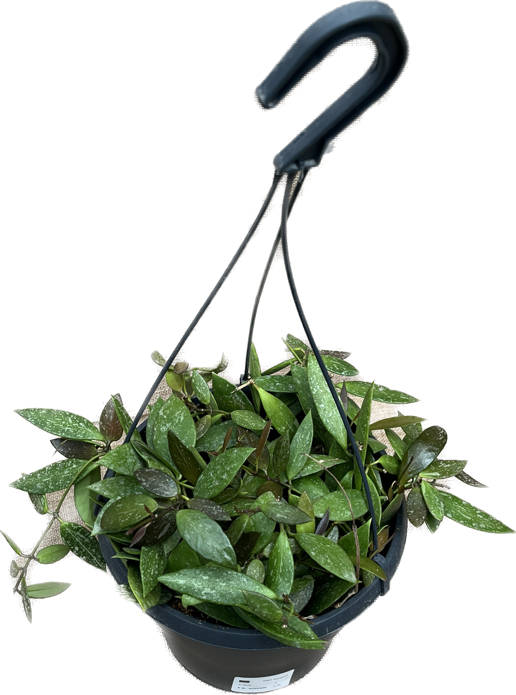 Hoya memoria - täysiä ruukkuja (7+ kasvia/täytettä per ruukku)