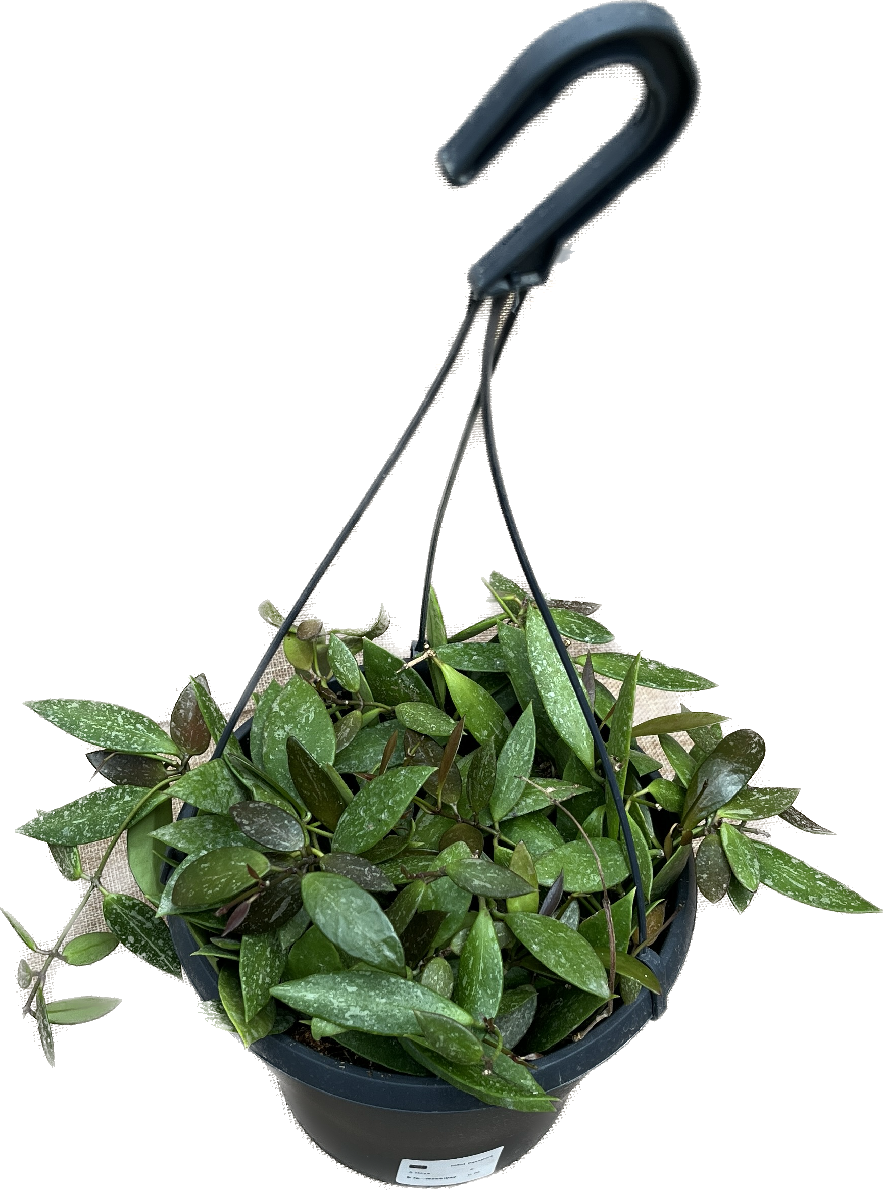 Hoya memoria - full pots (7+ plante/cuttings per ghiveci)