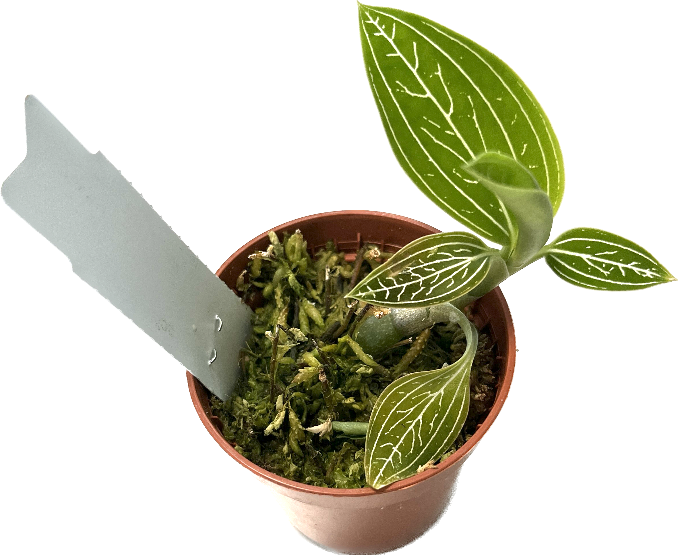 Ludisia discolor var. alba