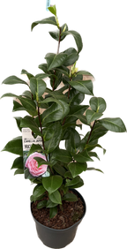 Camellia japonica 'Nuccio's Cameo'