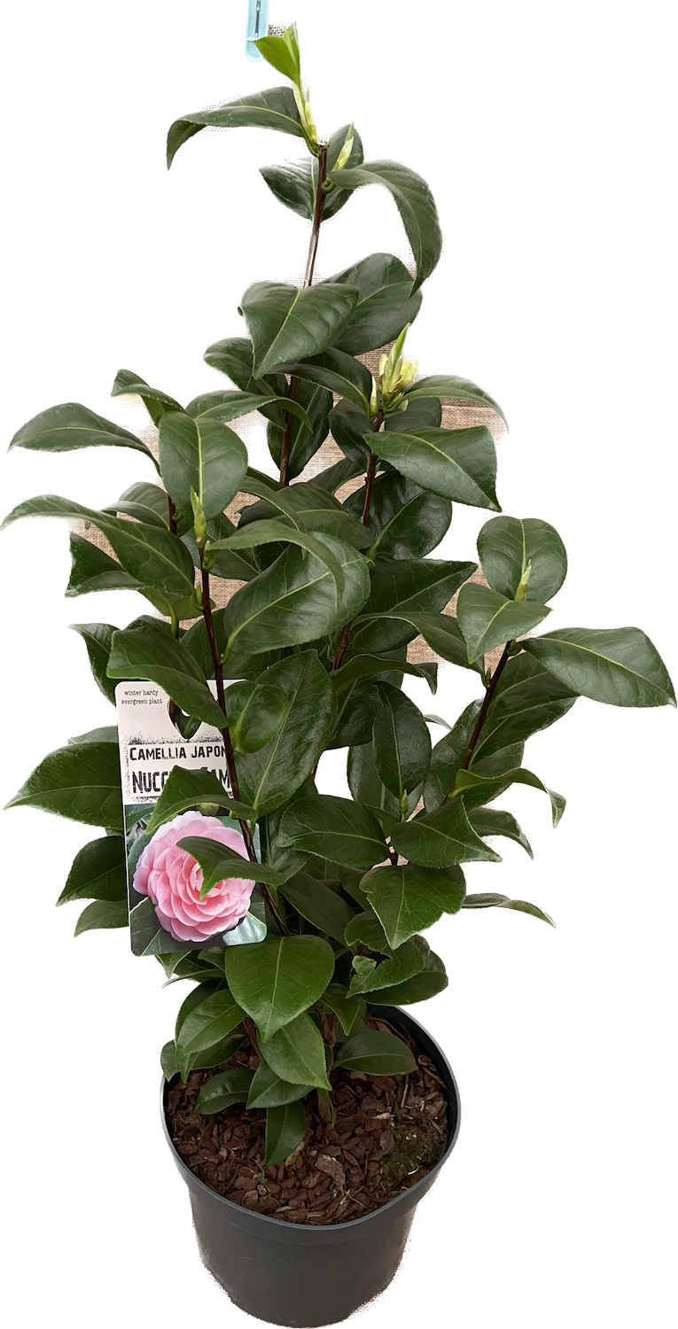 Camellia japonica 'Nuccio's Cameo'