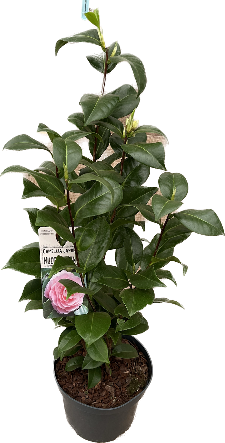 Camellia japonica 'Nuccio's Cameo'