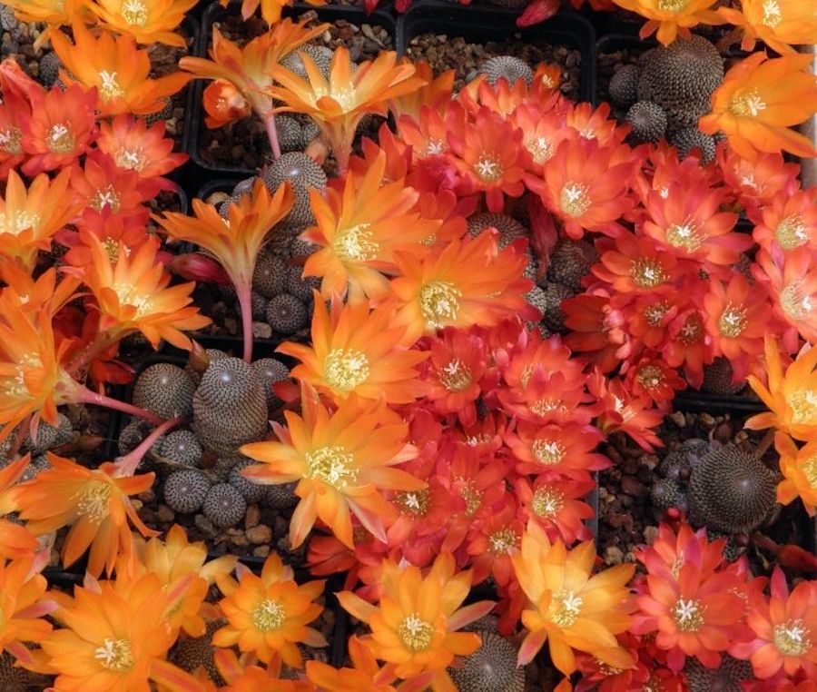 Sulcorebutia Heliosa