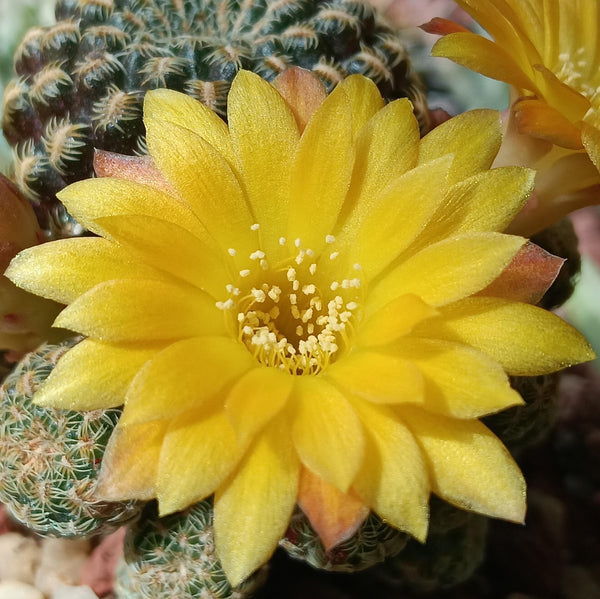 Sulcorebutia Langeri