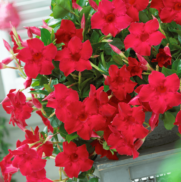 Mandevilla Sundaville ® Velvet Red - Dipladenia rosie (flori parfumate)