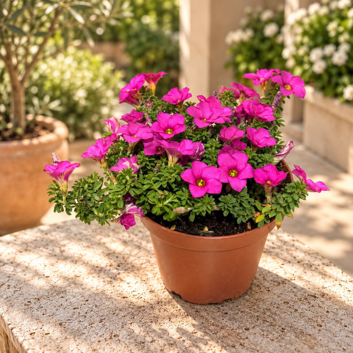 Oxalis hirta 'Shorty' - Oxalis compact à fleurs rose vif