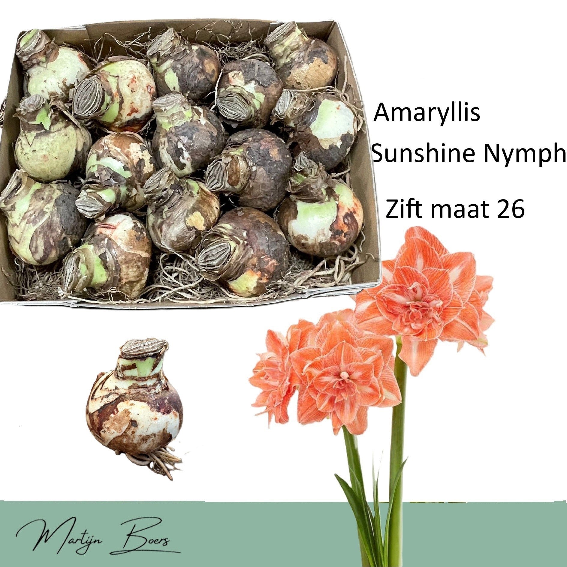 Hippeastrum ‘Sunshine Nymph’ – varietate dubla spectaculoasa, cu nuante calde de portocaliu - alb