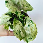 Syngonium 'Šedý duch'