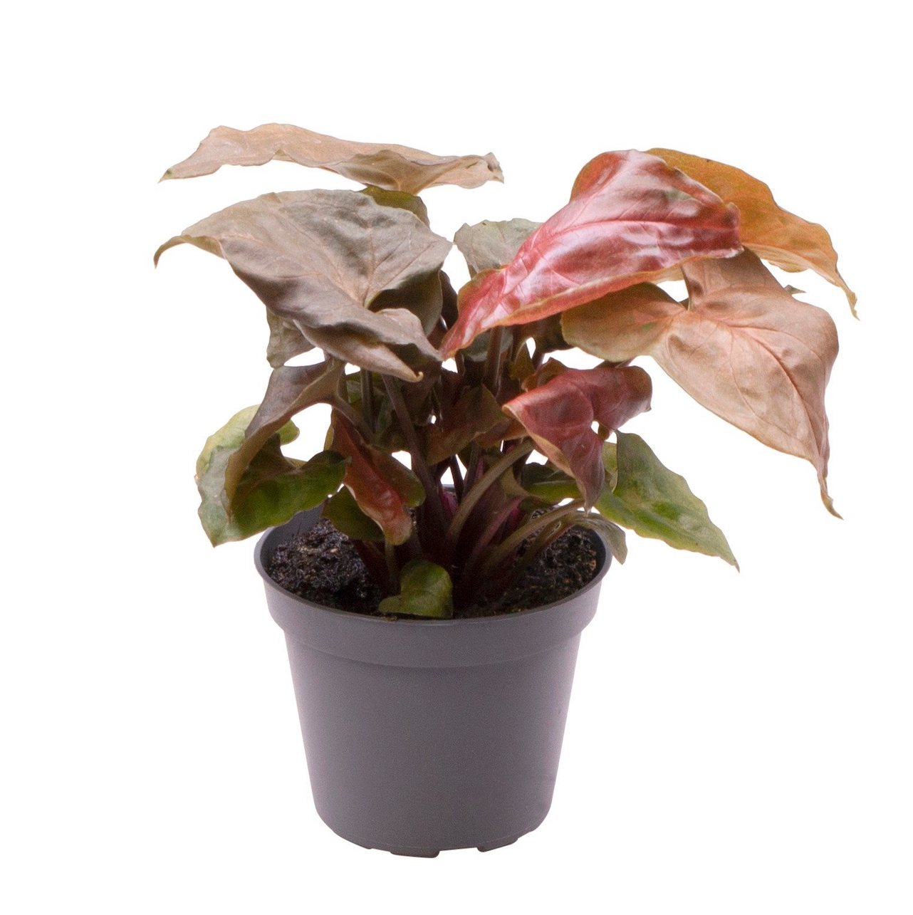 Syngonium Maria Allusion (babyplant)