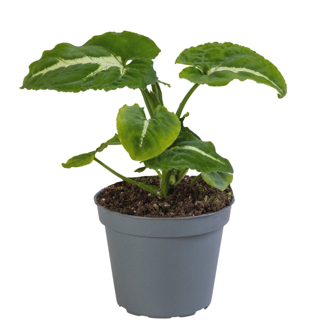 Syngonium 'Wendlandii' D6 (babyplant)