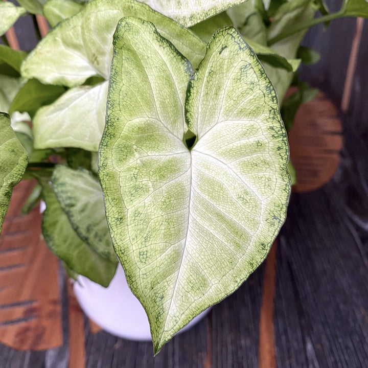 Syngonium 'White Butterfly'