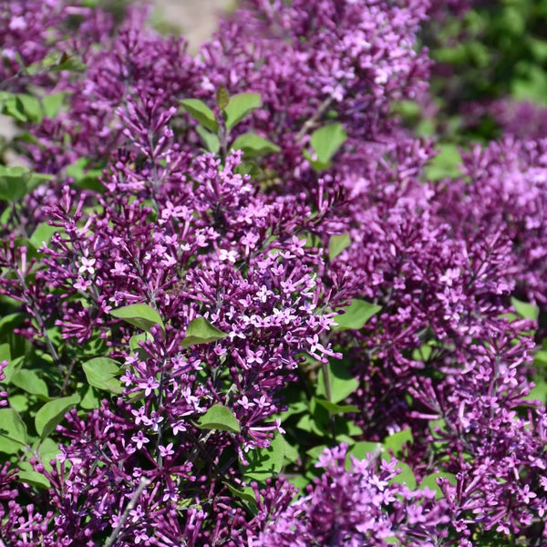 Flieder mit wiederholten Blüten – Syringa „Bloomerang Dark Purple“ – sehr duftende Blüten