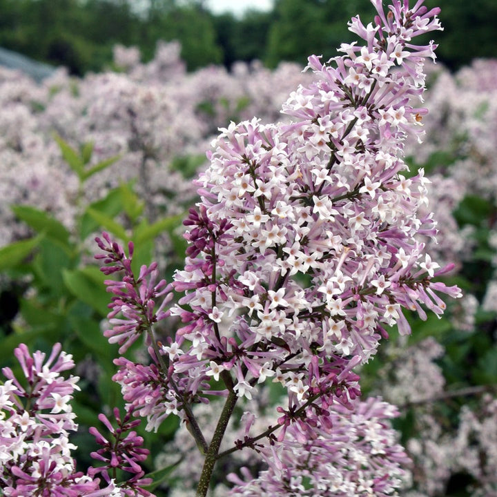 Syringa pubescens subsp. patula 'Miss Kim'