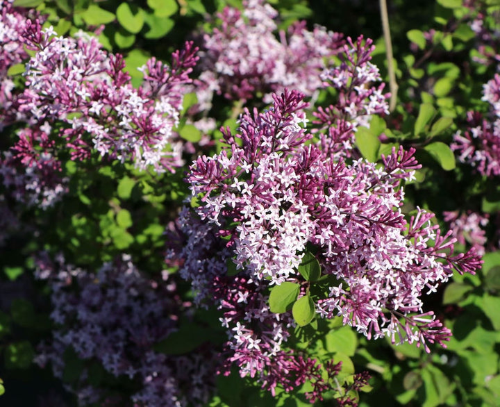 Liliac pitic - Syringa meyeri 'Red Pixie'