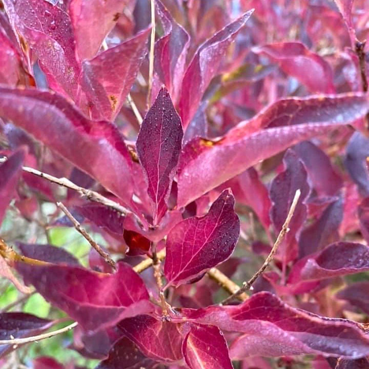 Syringa pubescens subsp. patula 'Miss Kim'