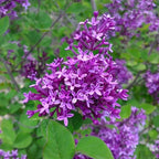 Liliac cu infloriri repetate - Syringa 'Bloomerang Dark Purple' - flori foarte parfumate