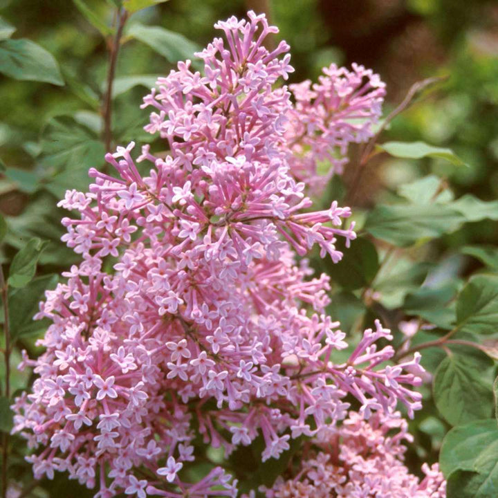 Syringa vulgaris 'Josee' ('Morjos 060f')